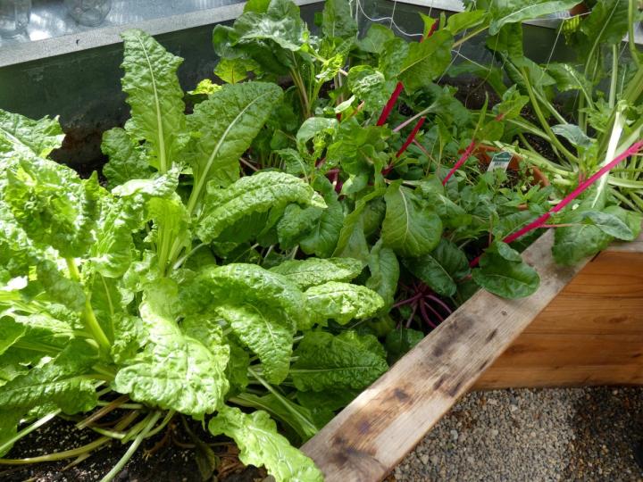 Greens Growing in Dome