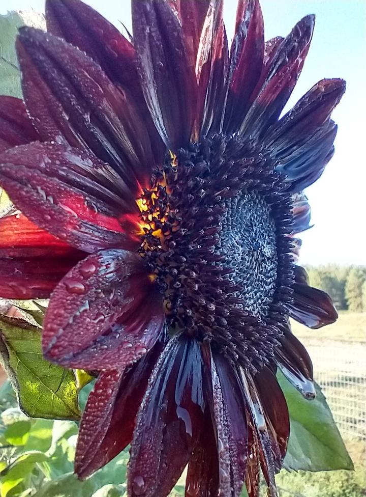 sunflower photo credit Tina Jones