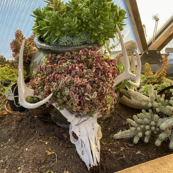 succulent in greenhouse