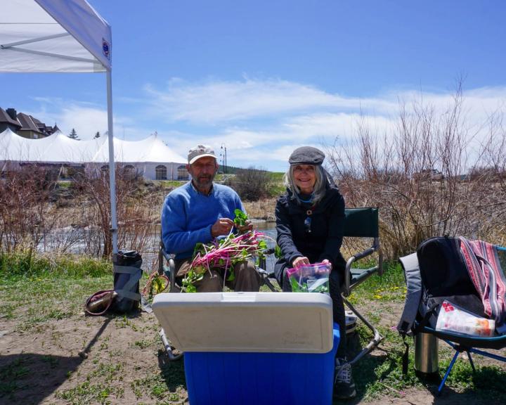 woman and man sitting outside of the greenhouse sanctuary sorting freshly harvested swiss chard