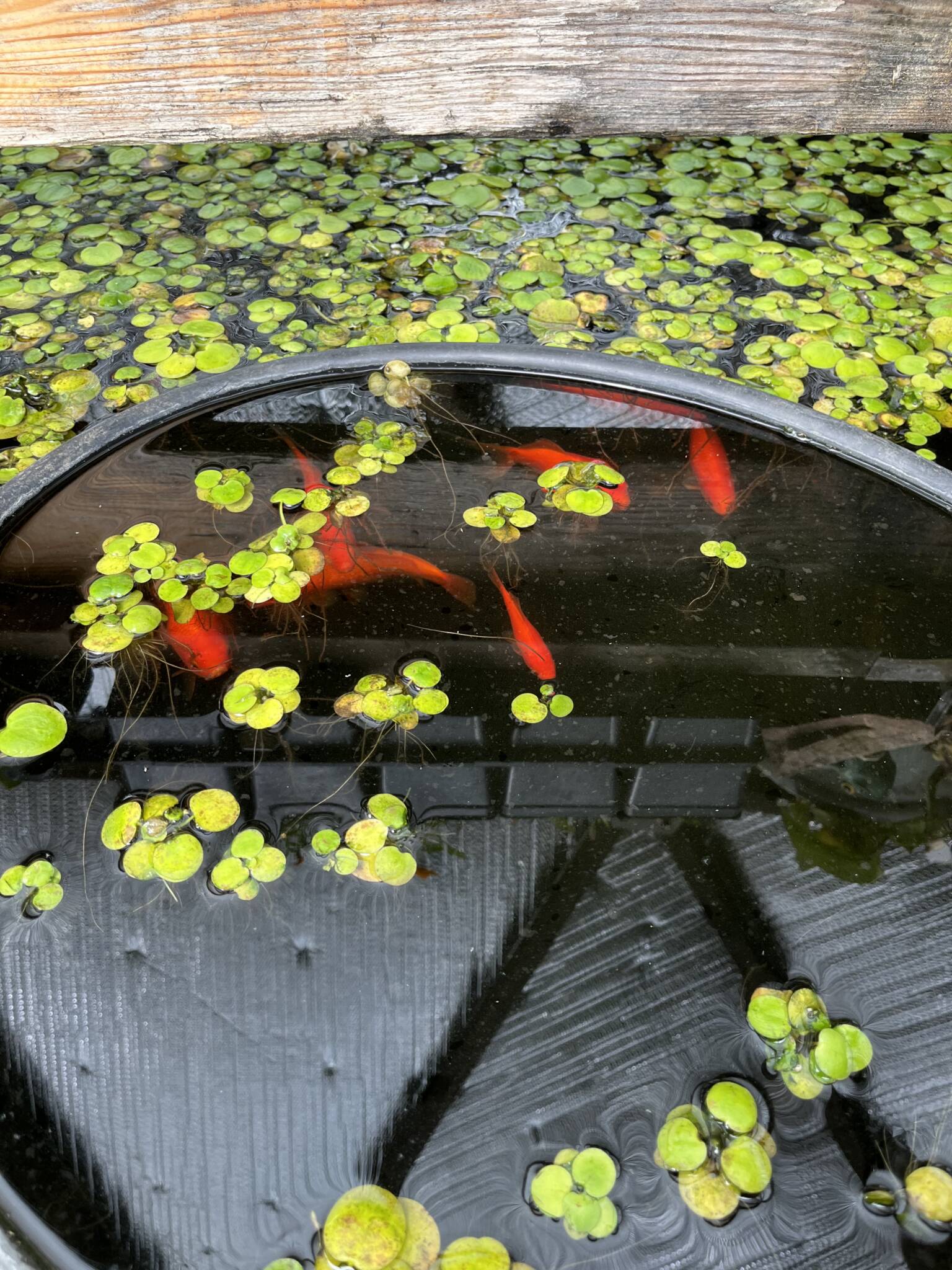 6 goldfish surfacing for food in a pond filled with green frog bit