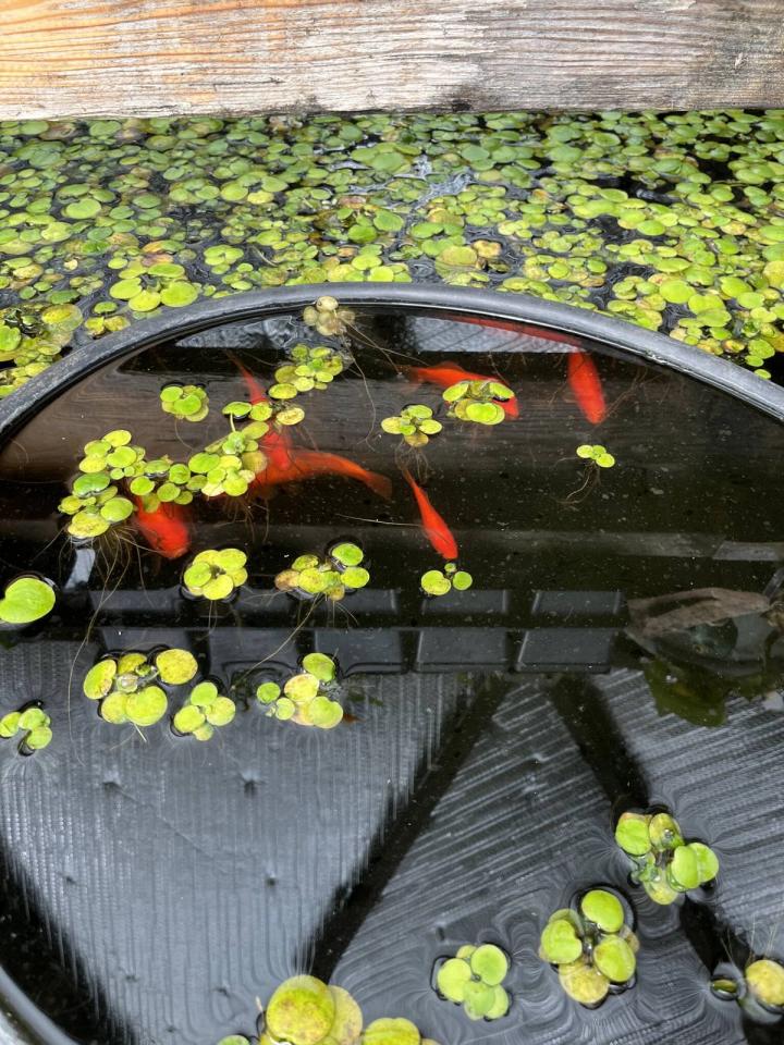 6 goldfish surfacing for food in a pond filled with green frog bit