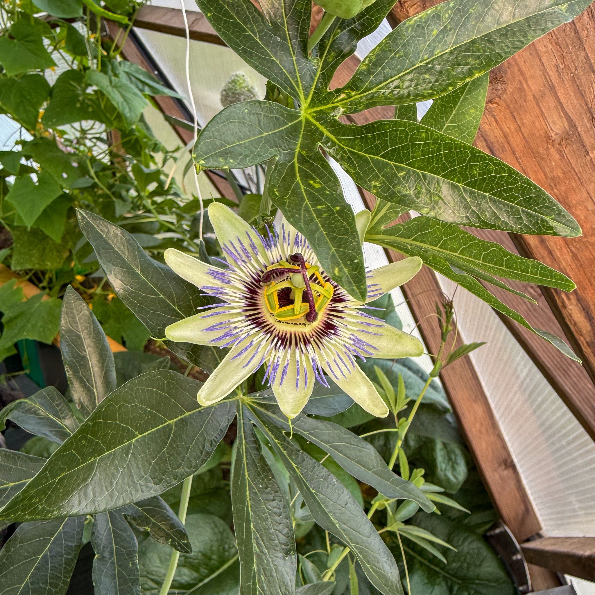 white passion flower framed by foliage in a greenhouse