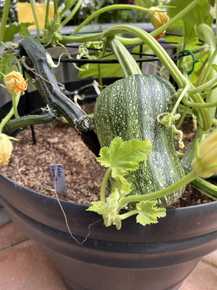 Kakai squash growing in a pot