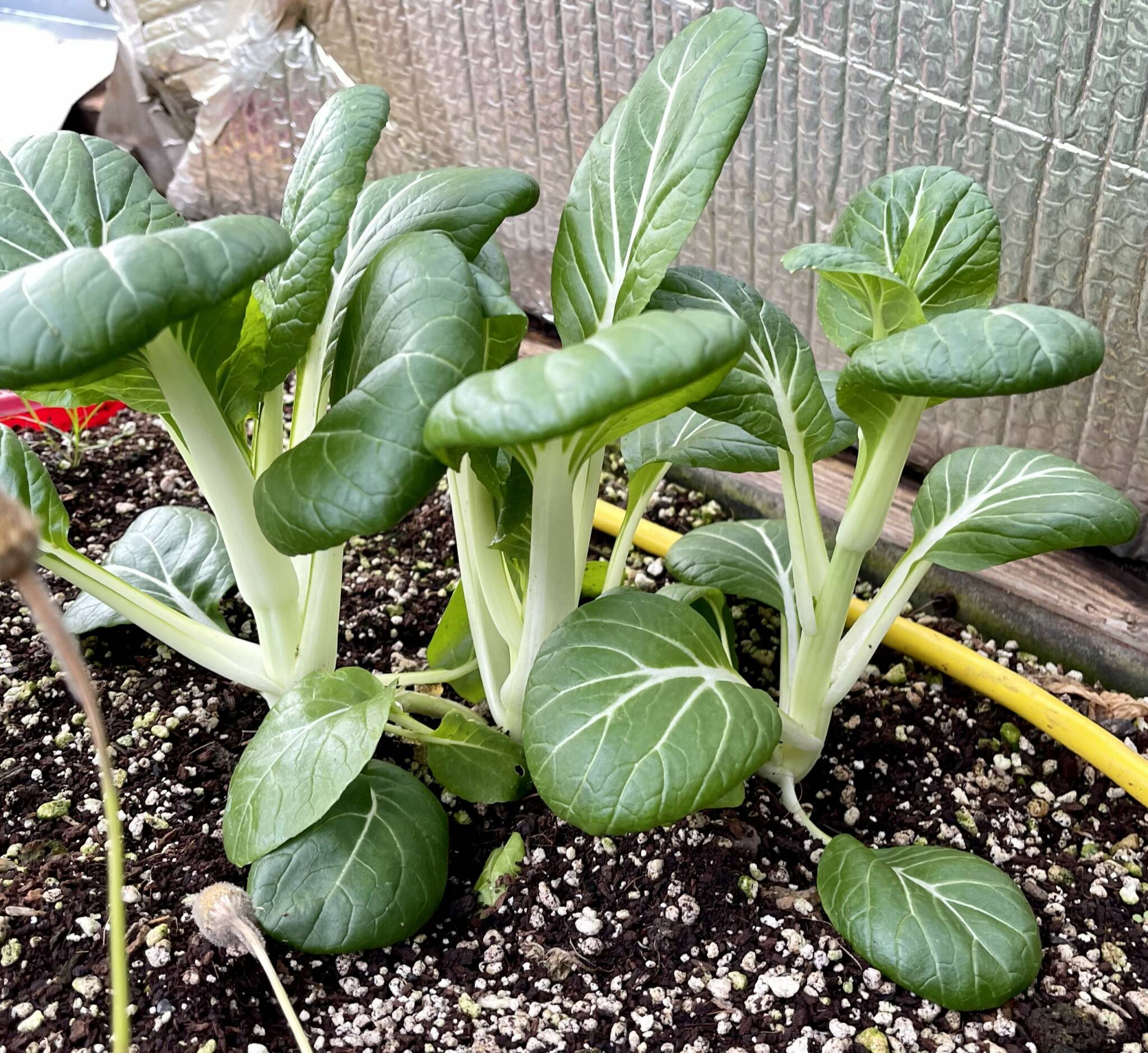 growing bok choy in the greenhouse