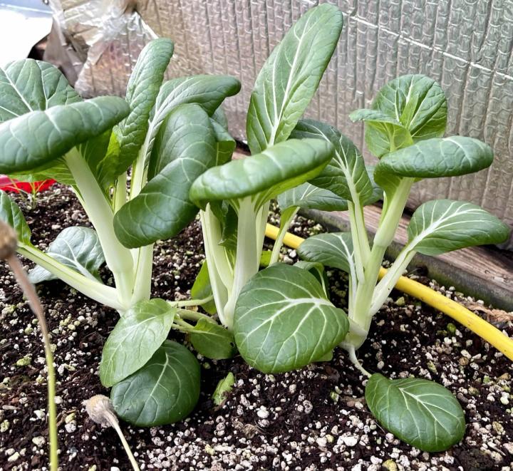 growing bok choy in the greenhouse