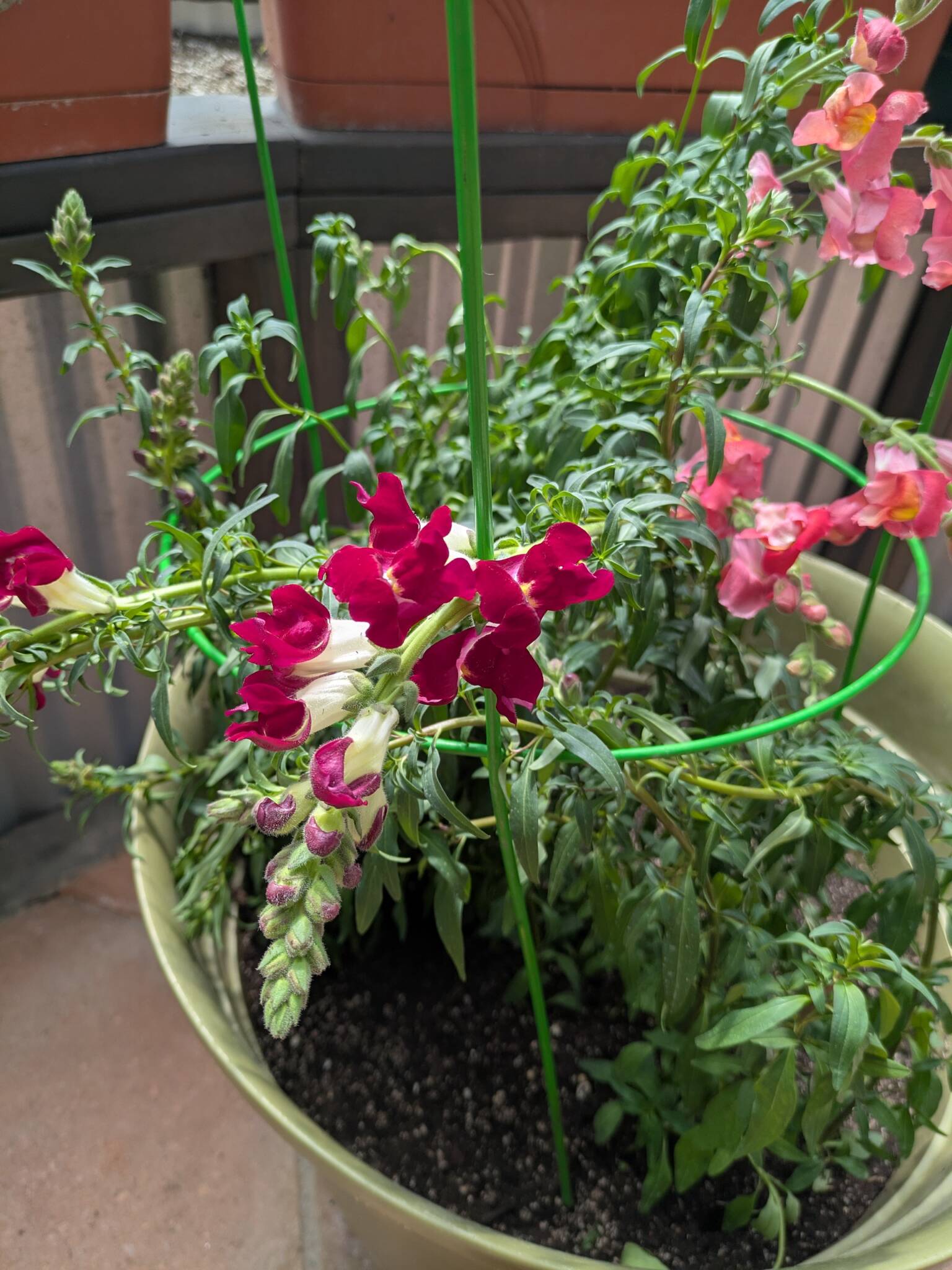 red snapdragons in a dome