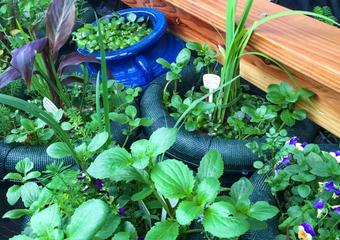 The Best Floating Pond Planters image