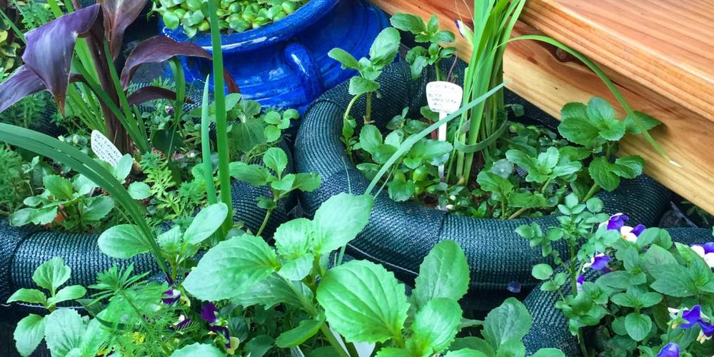 The Best Floating Pond Planters image