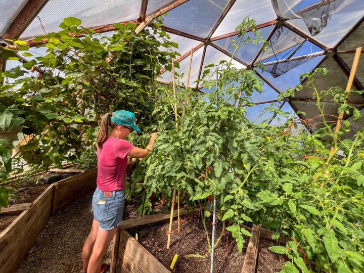 Gardener working in a 33' Growing Dome filled with grapes in the background and tomato plants in the foreground