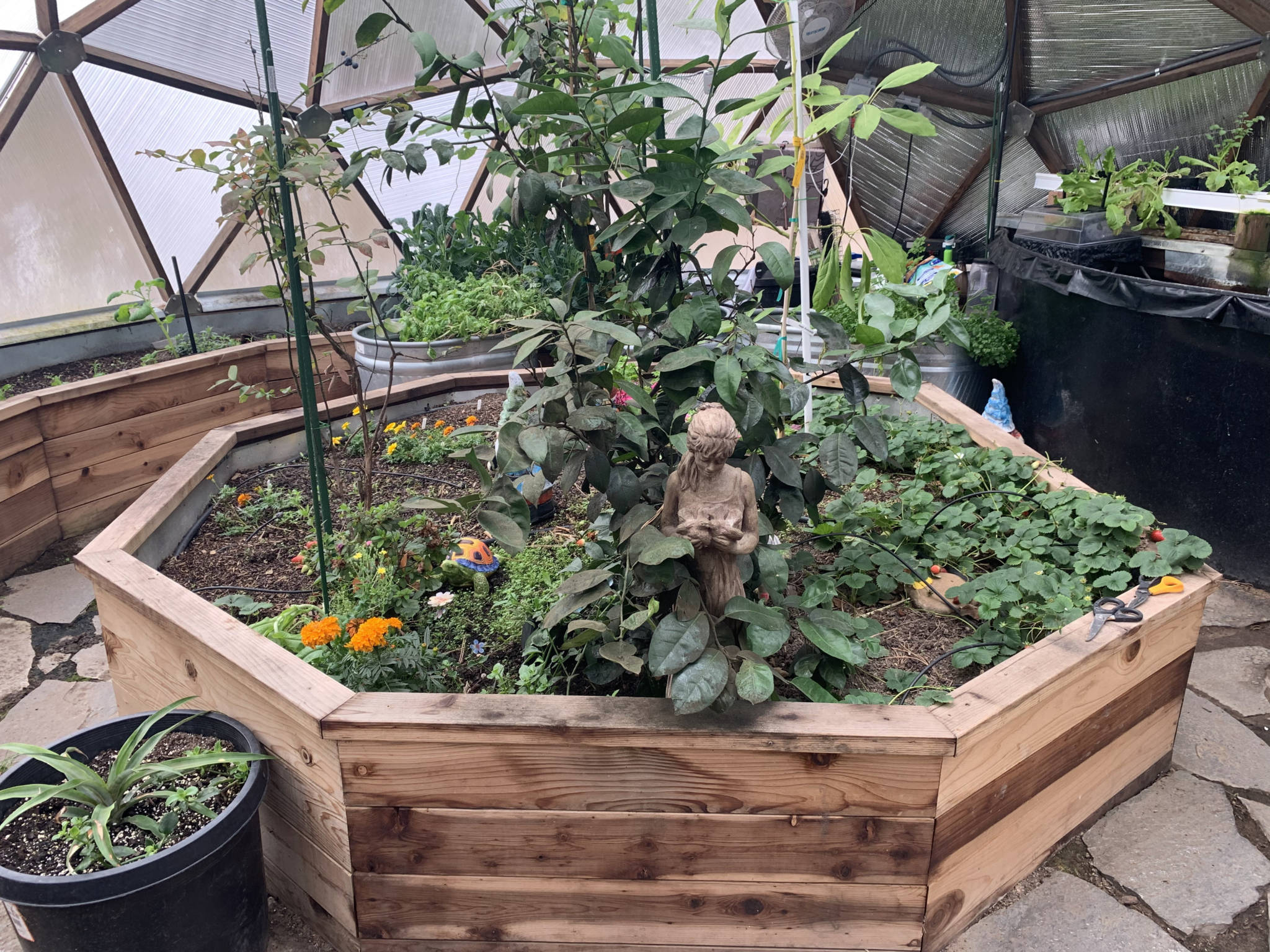inside a small outdoor greenhouse