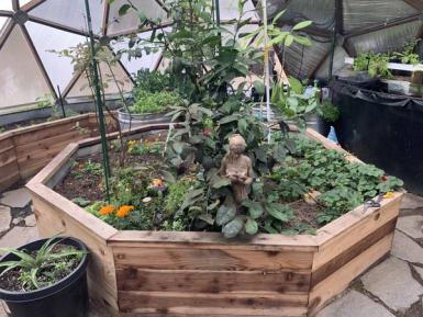inside a small outdoor greenhouse