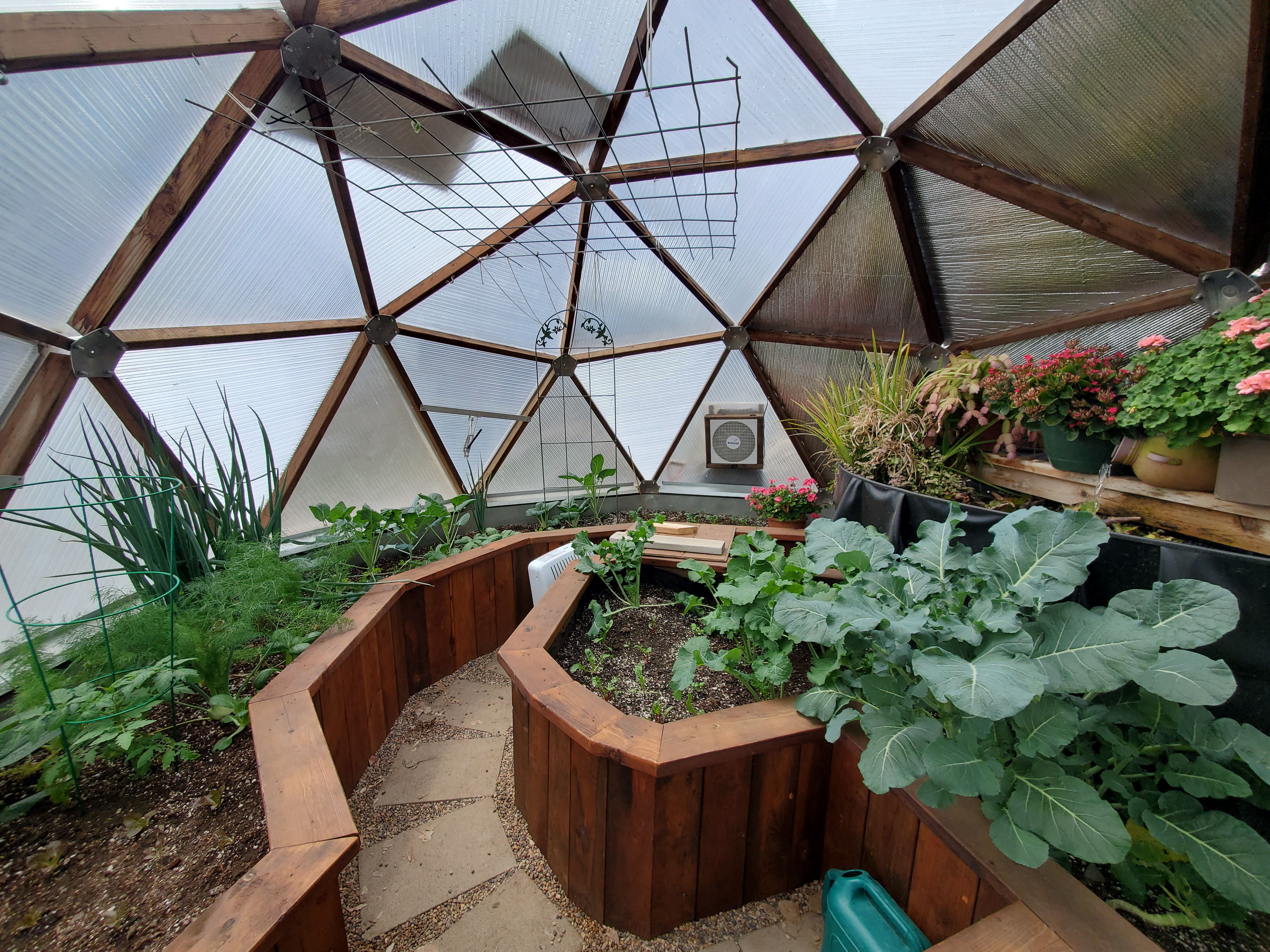 onions growing in a dome greenhouse