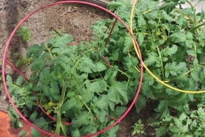 Tomatoes growing in a 26' Growing Dome Greenhouse