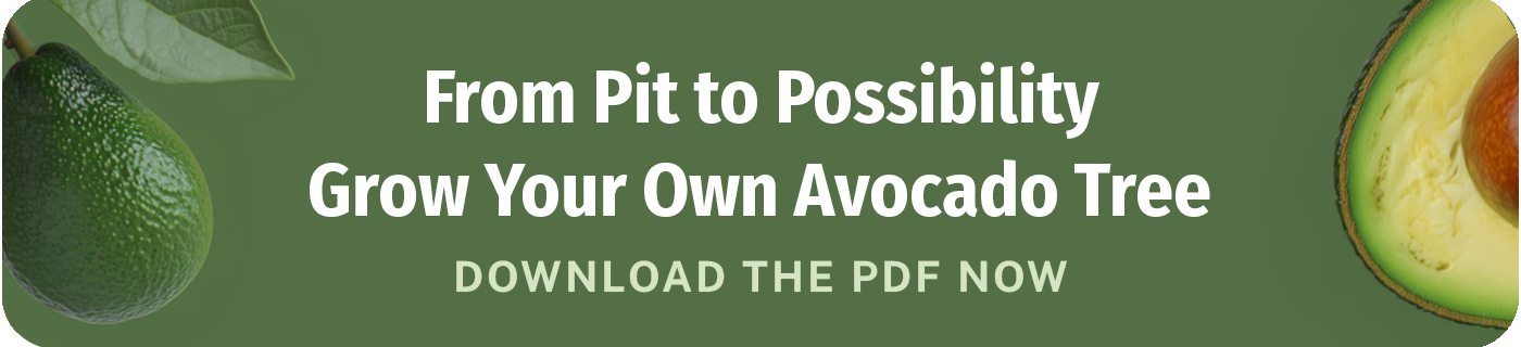 from pit to possibility grow your own avocado tree download the pdf now