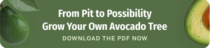 from pit to possibility grow your own avocado tree download the pdf now