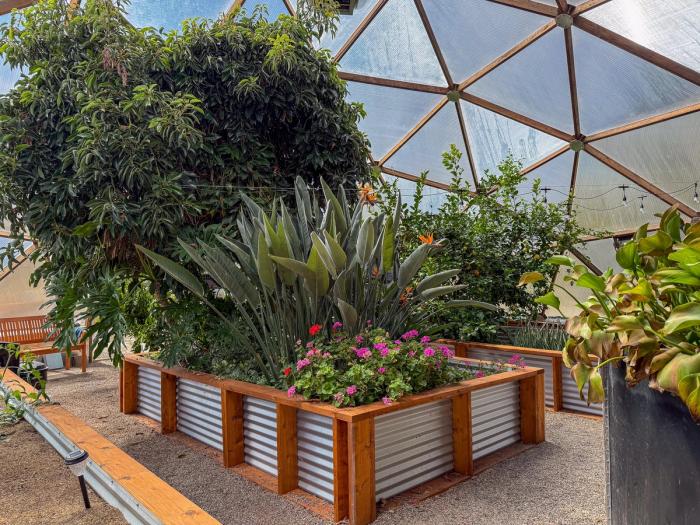 Large bird of paradise, avocado tree, and magenta colored geraniums in a large central garden bed within a dome greenhouse.