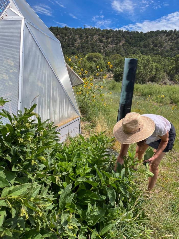 gardener harvesting comfrey outside her 33' growing dome to add to a black comfrey tube behind her