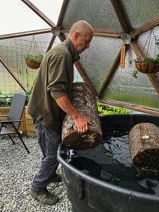 soaking shiitake mushroom logs