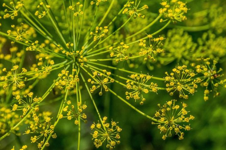 fennel flowers Pixaby image