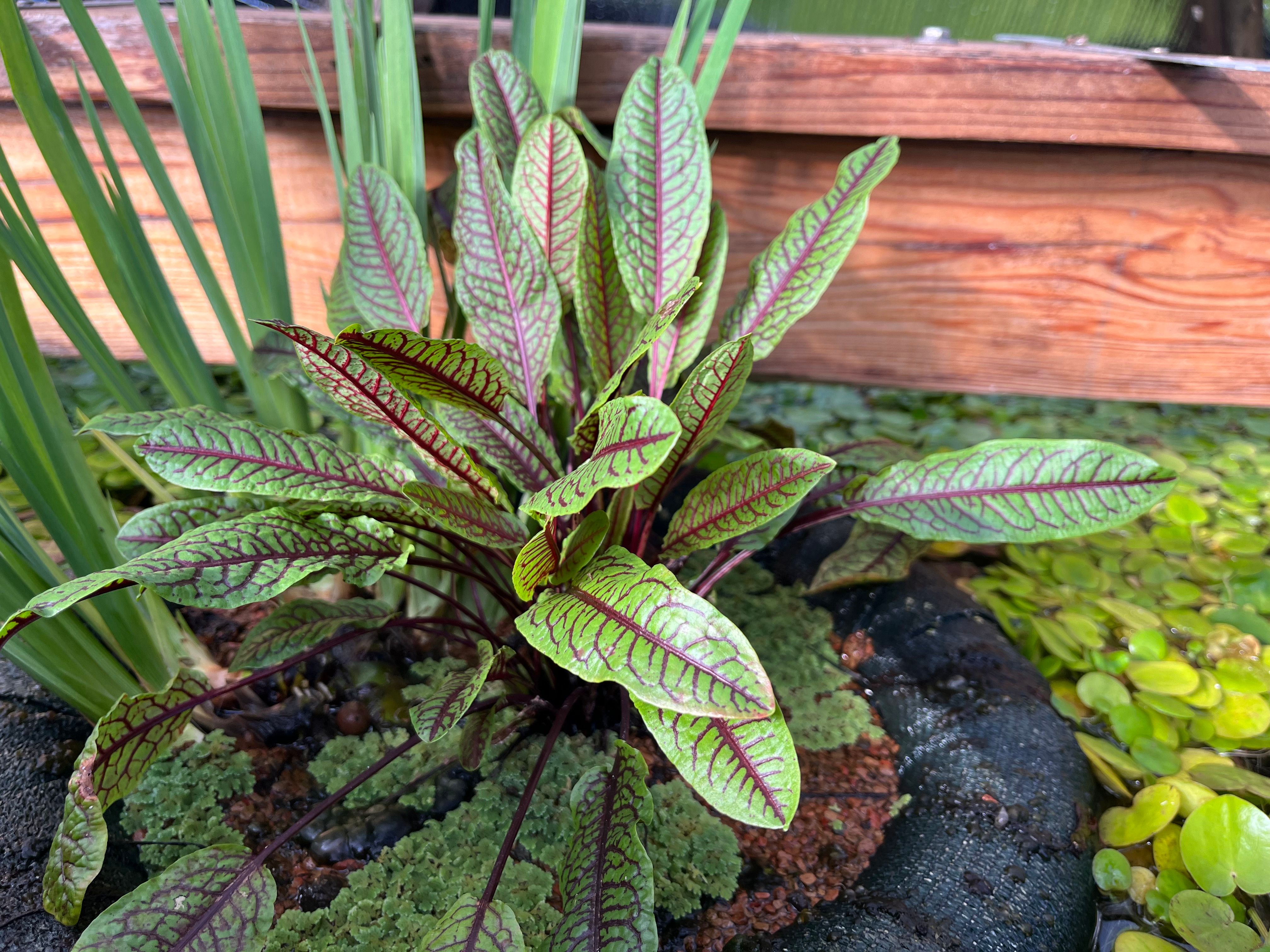 Sorel plant with green leaves and deep red veins