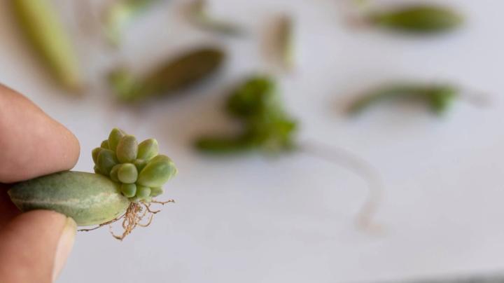 succulent leaf cutting growing roots