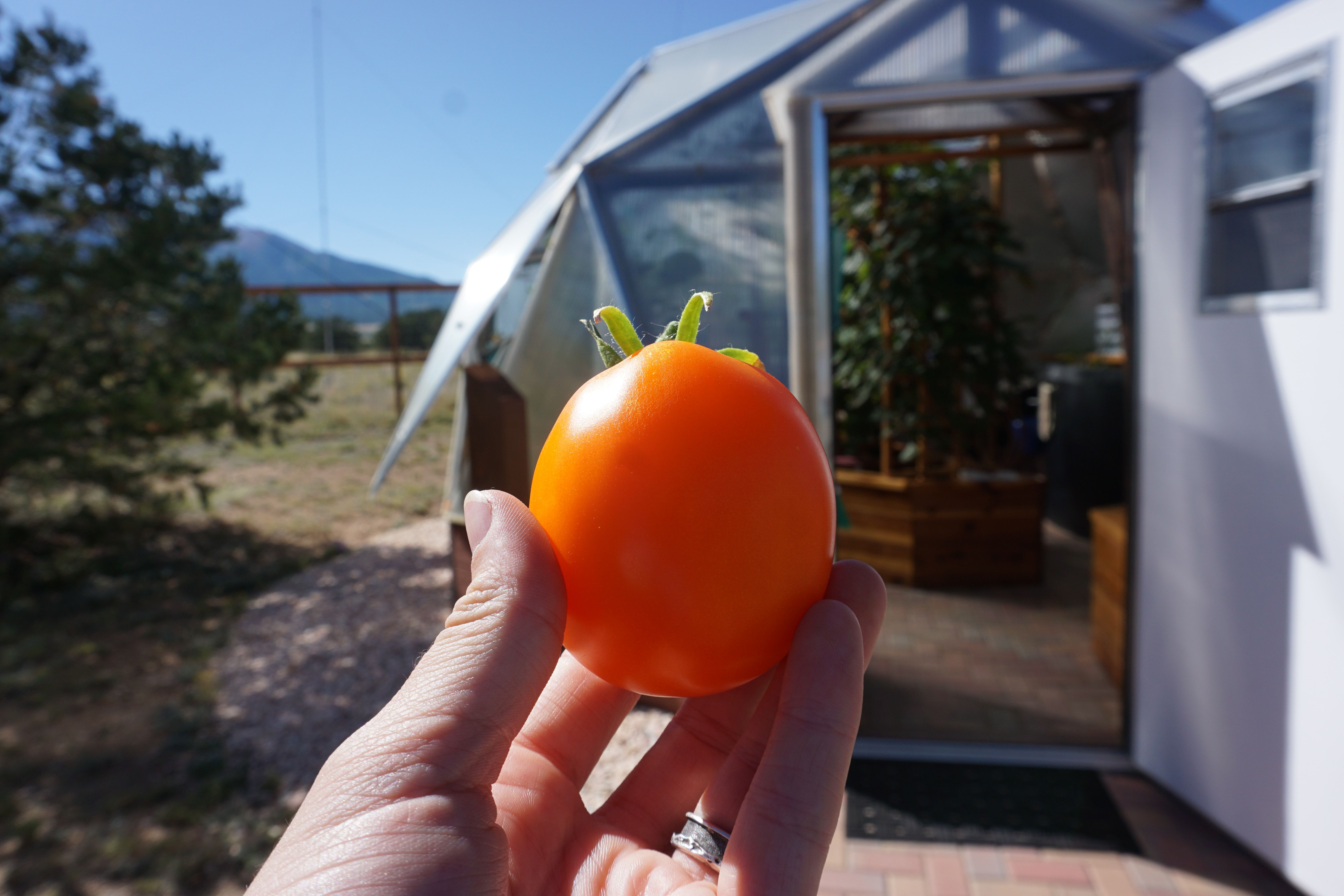 Hand holding a fresh picked tomato in front of a growing dome greenhouse with the door open