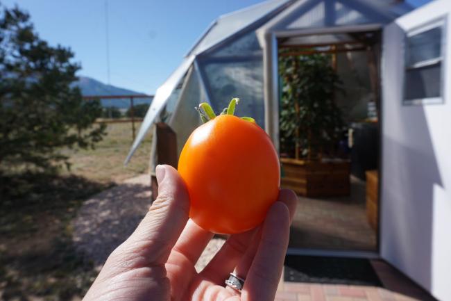 Hand holding a fresh picked tomato in front of a growing dome greenhouse with the door open