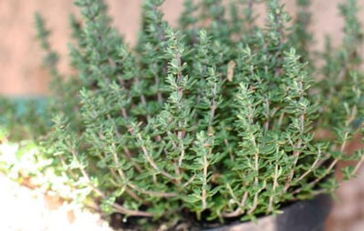 Garden herbs for flu - thyme