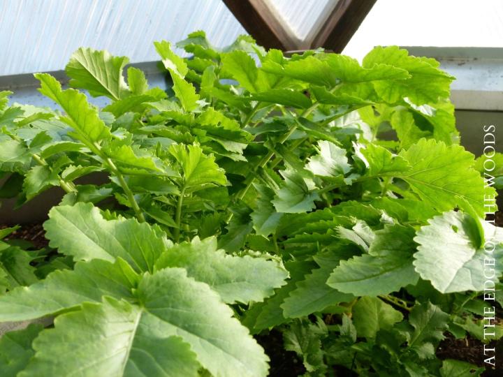 greens growing in a greenhouse