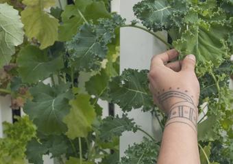 Green Igloo hydroponics in Growing Dome Greenhouse in Northern Canada