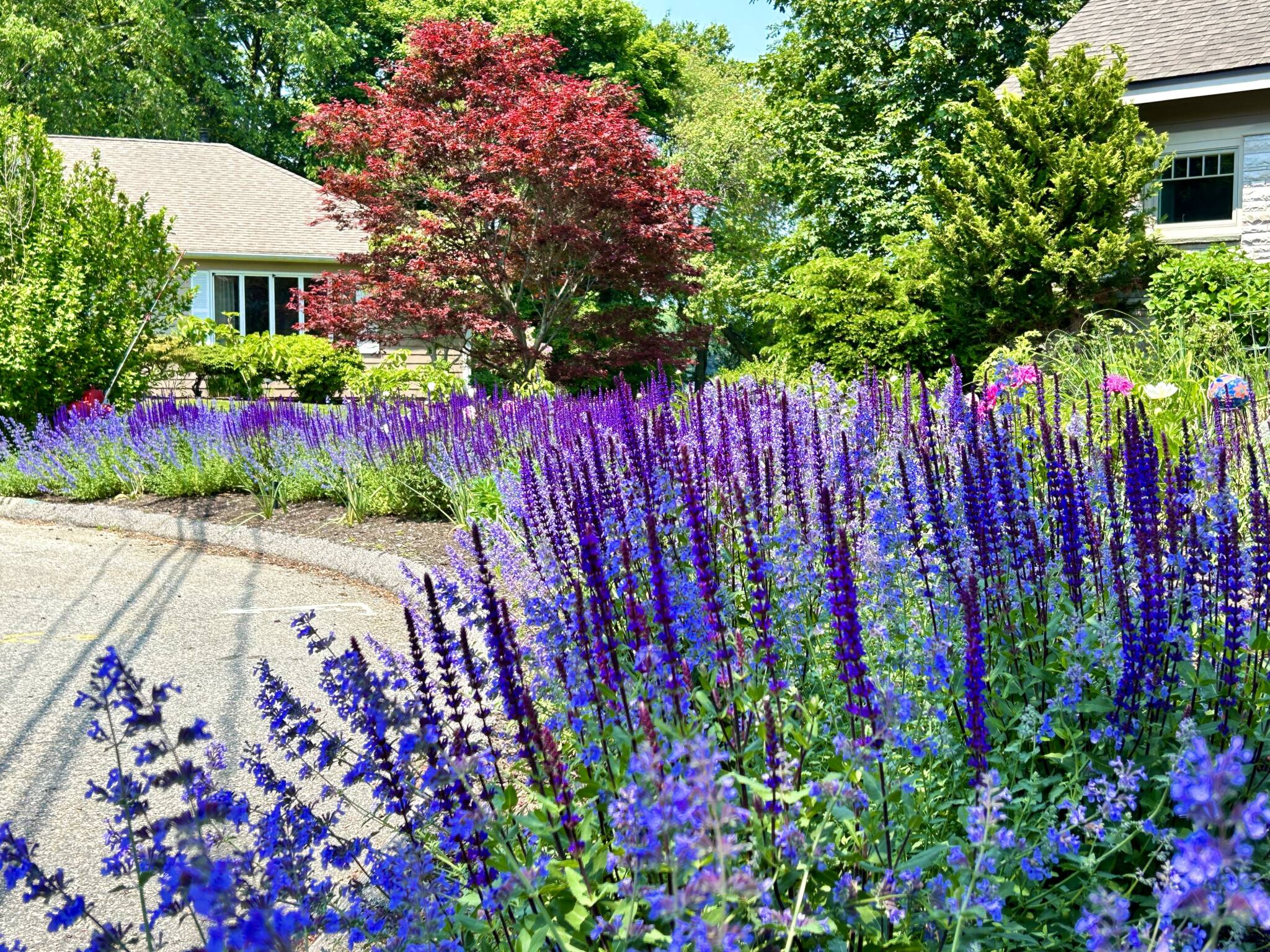 Colorful front yard flower garden with mixed in raised beds, fruit trees, and flowers