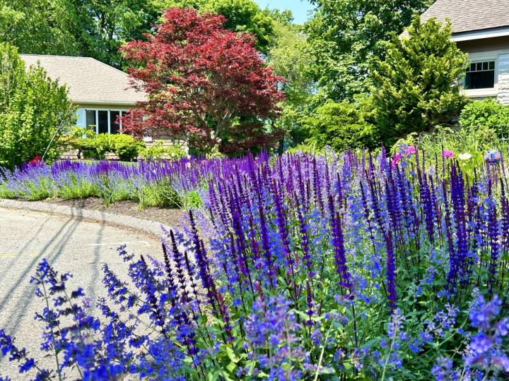 Colorful front yard flower garden with mixed in raised beds, fruit trees, and flowers