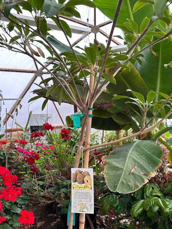 sapodilla