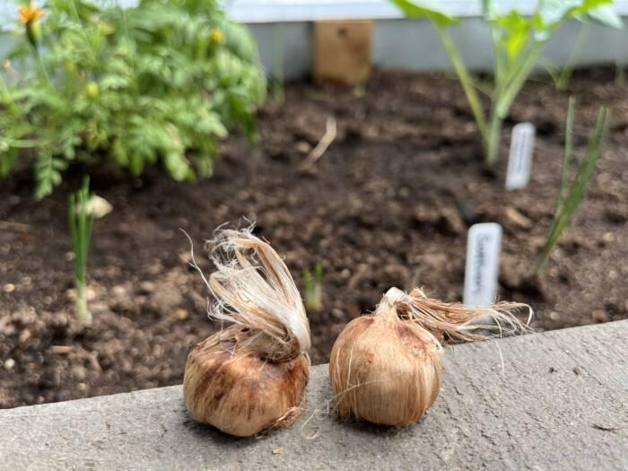 saffron corms in a greenhouse