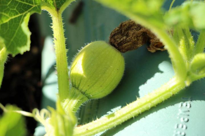 Small Sugar pumpkin growing outside