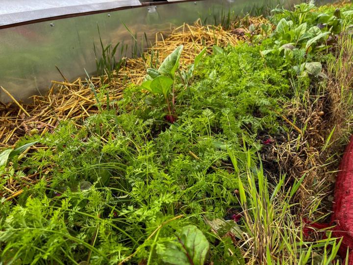 Carrots and Swiss Chard in a straw bale garde