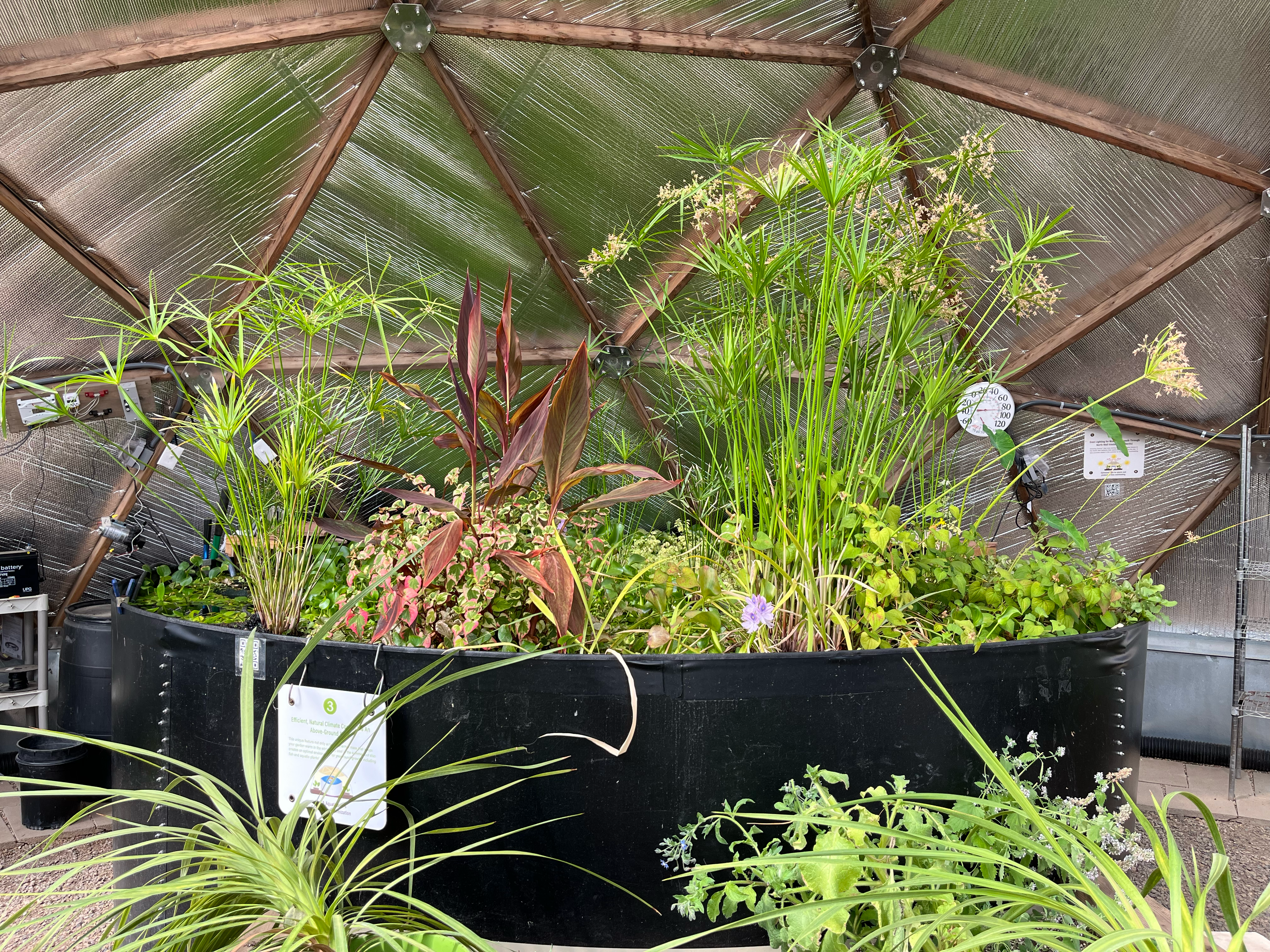 Black sheet metal pond in a geodesic greenhouse with green foliage in front and reflective insulation behind
