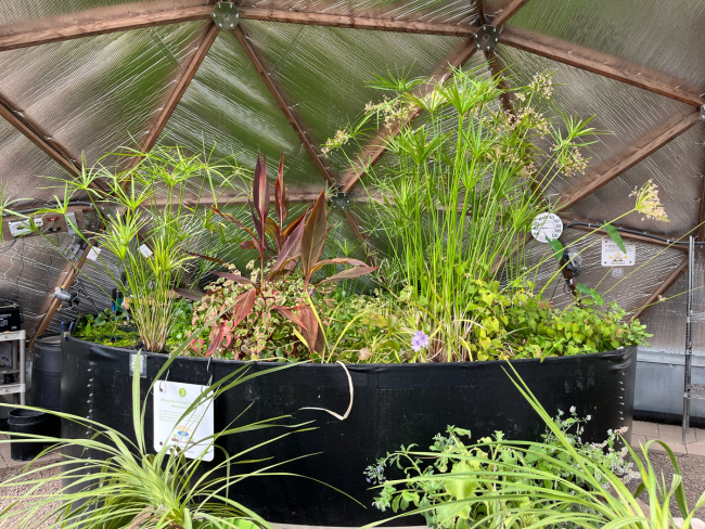 42' Growing Dome pond with umbrella plants, small purple water hyacinth flowers in bloom, a plant with large red leaves, and many other green plants.