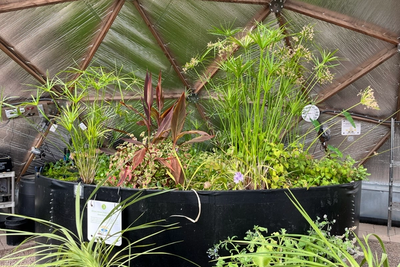 42' Growing Dome pond with umbrella plants, small purple water hyacinth flowers in bloom, a plant with large red leaves, and many other green plants.
