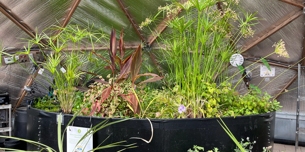 Black sheet metal pond in a geodesic greenhouse with green foliage in front and reflective insulation behind