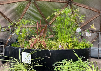 Black sheet metal pond in a geodesic greenhouse with green foliage in front and reflective insulation behind