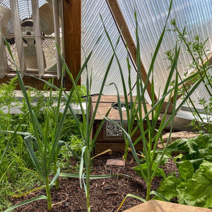 Softneck garlic growing in an 18' Growing Dome greenhouse with carrot tops and a fan in the background