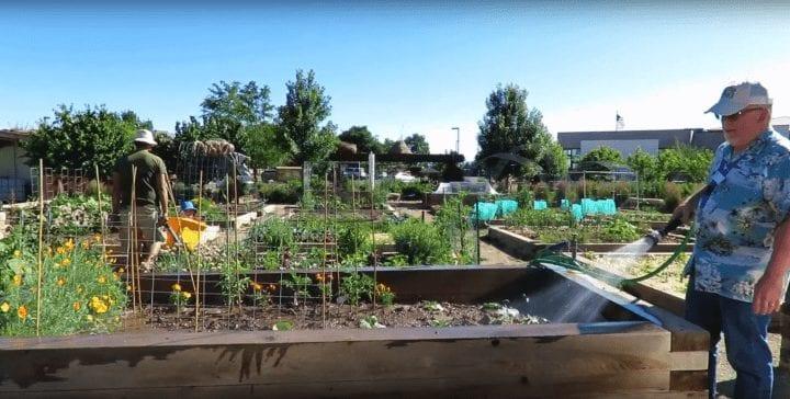 Volunteer watering an outdoor community garden