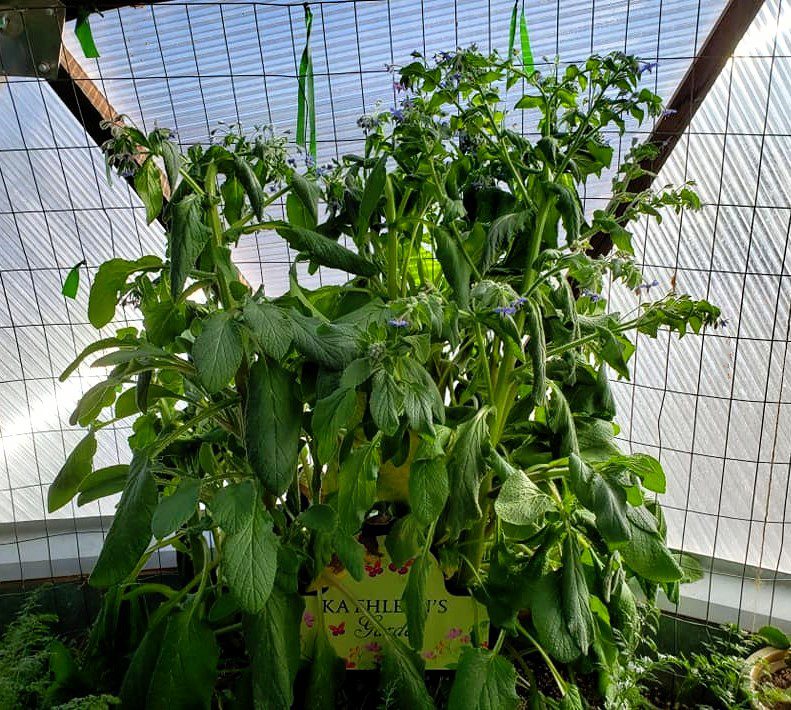 tall borage plant