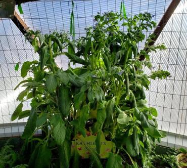 tall borage plant