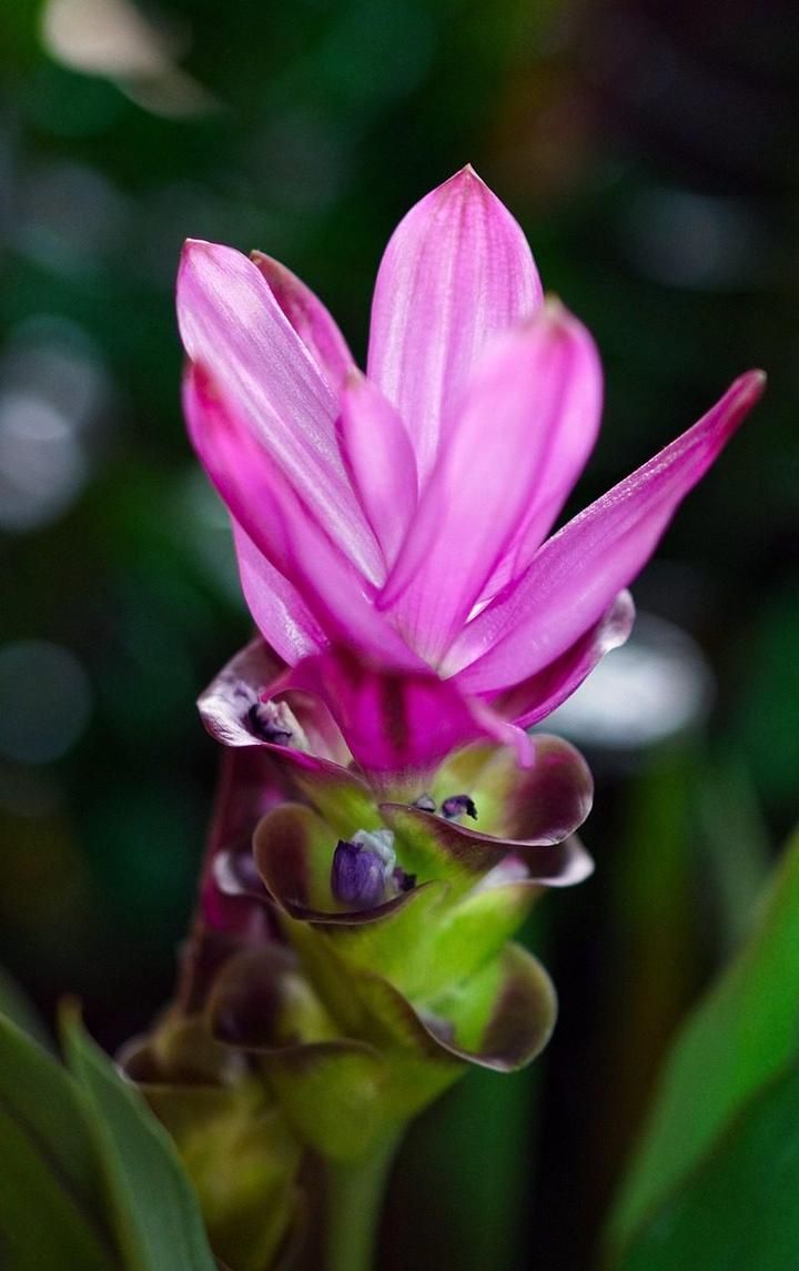 vibrant pink turmeric flower