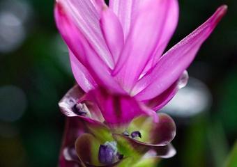 pink turmeric flower