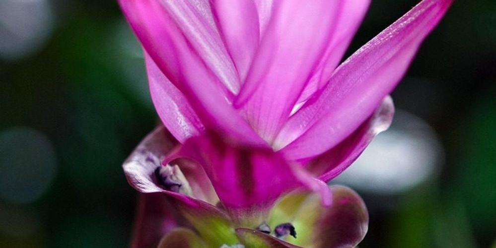 pink turmeric flower