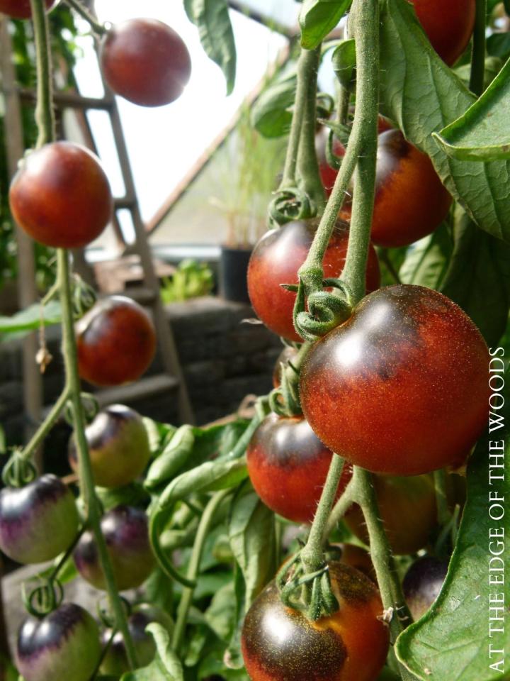 greenhouse tomatoes